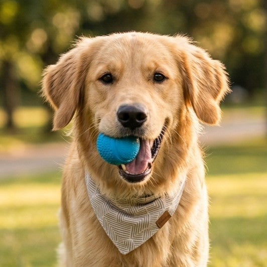 Golden retriever con pañoleta y pelota azul en el parque